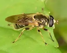 Painted Wood Fly Blera pictipes