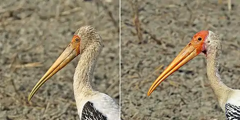 Sub adult (left) and adult heads