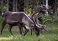 Grazing caribou