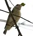 Feeding on a Muntingia calabura fruit