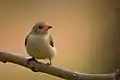 Pale-billed flowerpecker