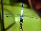 An adult male Palemouth has a pale blue tail with a black tip