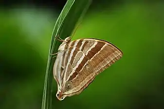 Ventral view