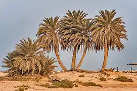 Cluster of palm trees near Umm Bab beach.