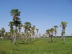 Palm trees in Resistencia City