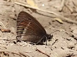 Ventral view