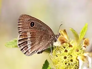 Ventral view