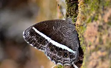 Ventral view