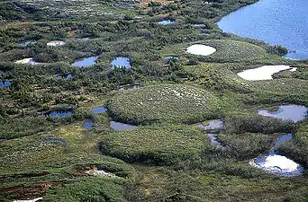 A group of palsas, as seen from above, formed by the growth of ice lenses.