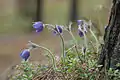 Pulsatilla patens in Kõrvemaa