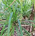 Detail of the rosette and drooping leaves of Pandanus balfourii.