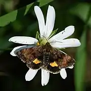 With a small yellow underwing, Panemeria tenebrata