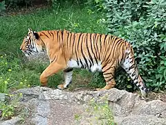 Indochinese tiger at the Berlin Zoological Garden