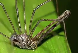 Pantopsalis albipalpis, a species of harvestman with exceptionally long 3-segmented chelicerae