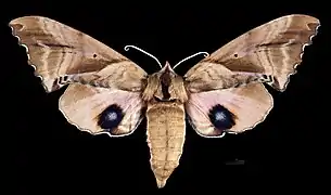 Female, dorsal view