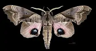 Male, dorsal view