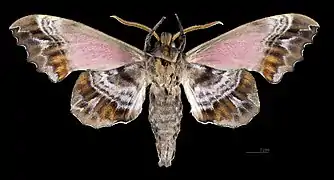 Male, ventral view