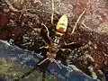 Polistes dorsalis neotropicus in Arizona.