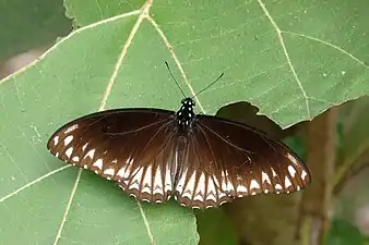 Dorsal view (Form clytia)