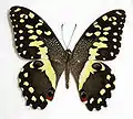 Citrus swallowtail, P. demodocus