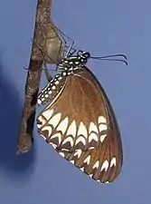 Ventral view