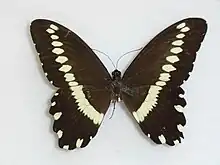 Papilio mechowi