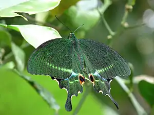 Dorsal view