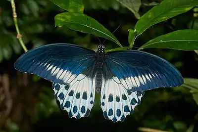 Dorsal view