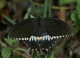 Male, topside