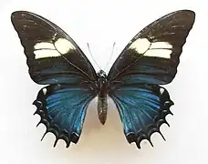 Female