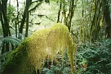 Papillaria Cloudforest.