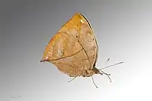 Female, underside, also from the Muséum de Toulouse