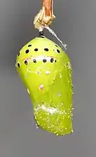 Pupa