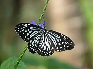 Dorsal view