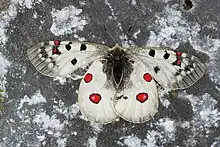 Image 42The alpine Apollo butterfly has adapted to alpine conditions. (from Alps)