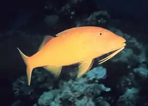 Yellow variant, Gulf of Aqaba, Red Sea