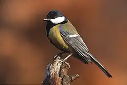 Great tit Parus major