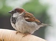 House sparrowPasser domesticus