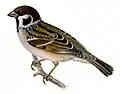 Eurasian tree sparrowPasser montanus