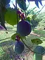 Fruits hanging from vine