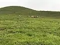 Cattle grazing land, Bih