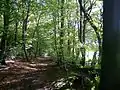 Path in Monkton Wood looking south near the southern limit of the parish. (The field on the right is in Princes Risborough).