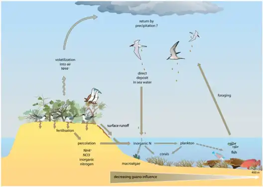 Pathways for guano-derived nitrogen to enter marine food webs