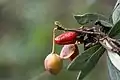 Seeds and fruit capsule