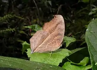 Ventral view (dry-season form)