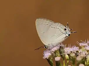 Ventral view