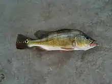 Peacock Bass caught at Jurong Lake