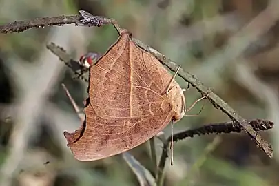 Underside, dry season form