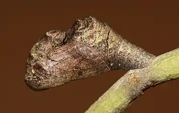 Pupa