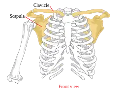 Pectoral girdle—front